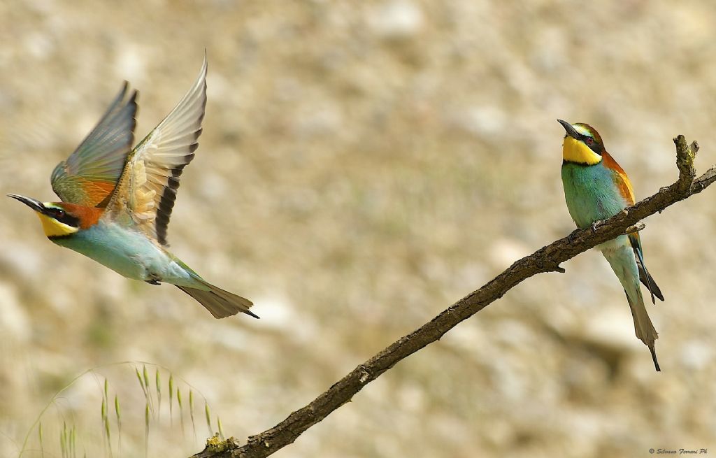 Sono arrivati anche qui...